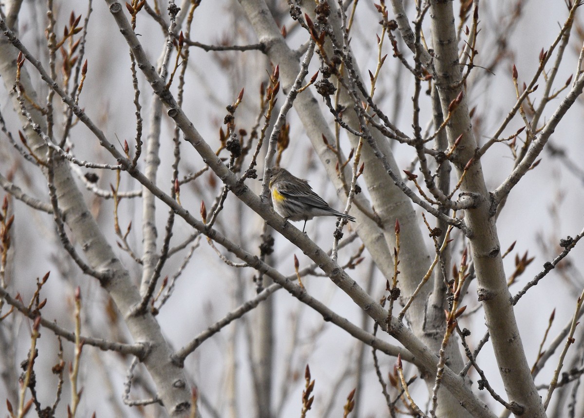 Yellow-rumped Warbler (Audubon's) - ML615076358