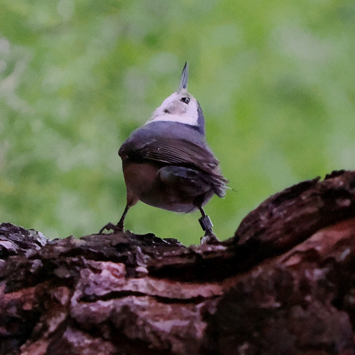 White-breasted Nuthatch - ML615076570