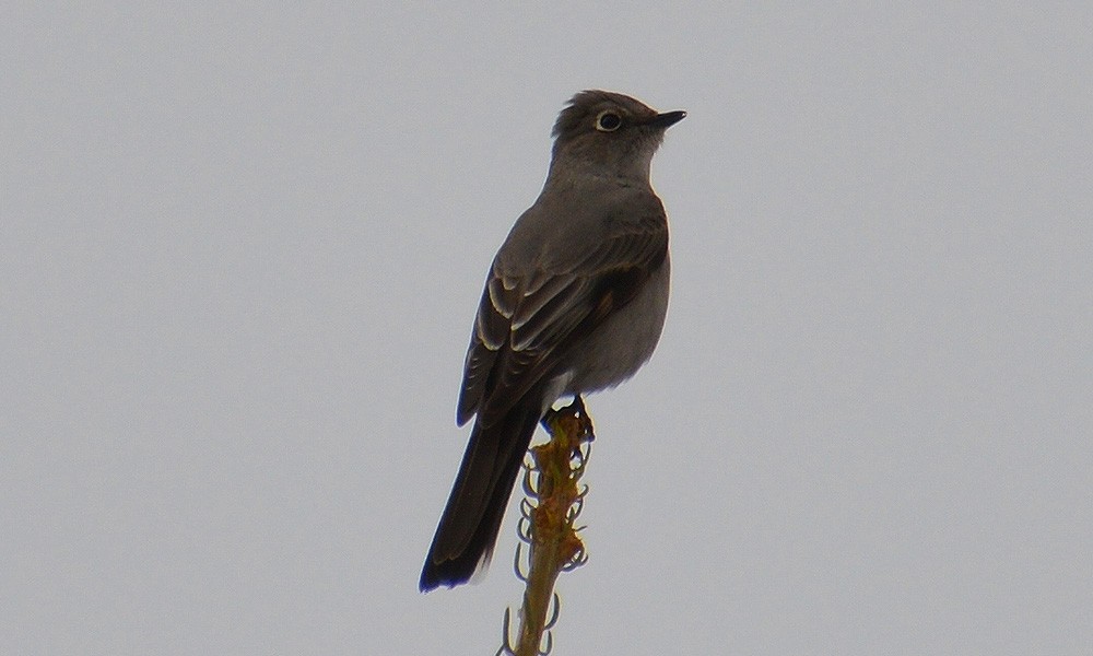Townsend's Solitaire - ML615076744