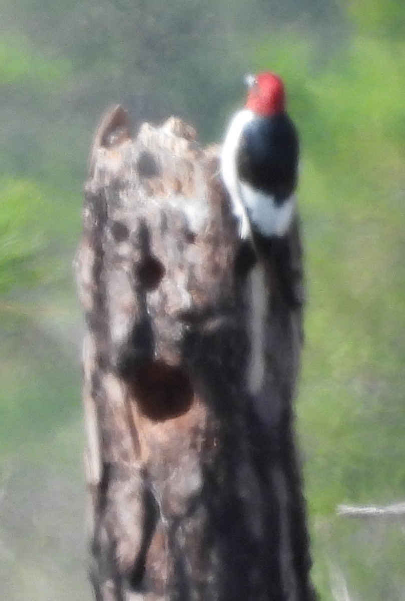 Red-headed Woodpecker - ML615076912