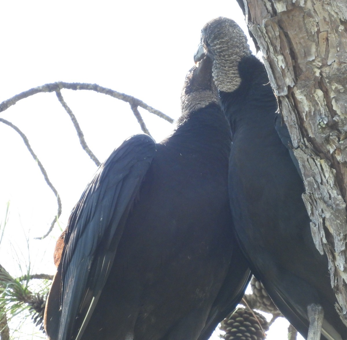 Black Vulture - ML615076919