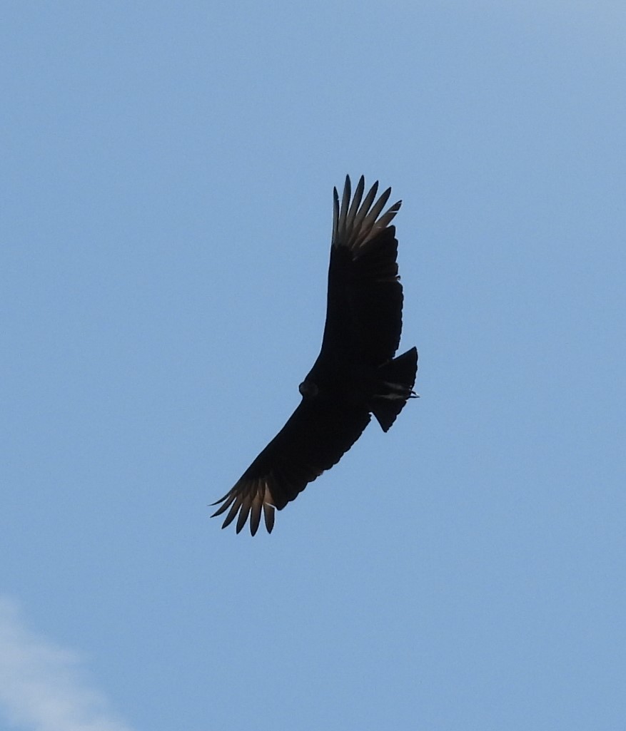 Black Vulture - ML615076924