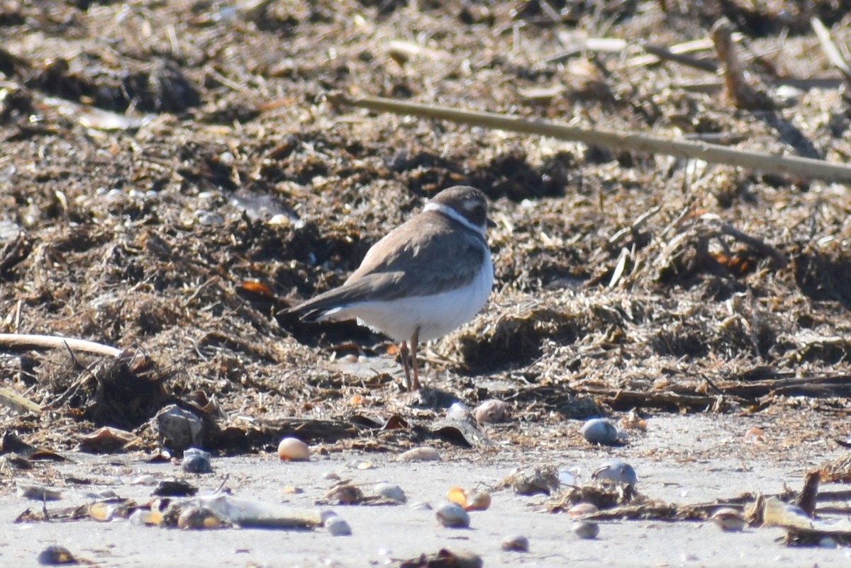 Semipalmated Plover - ML615077184