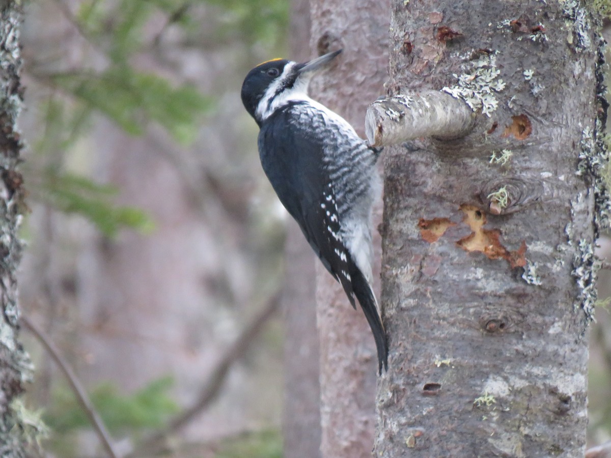 Black-backed Woodpecker - Tom Preston
