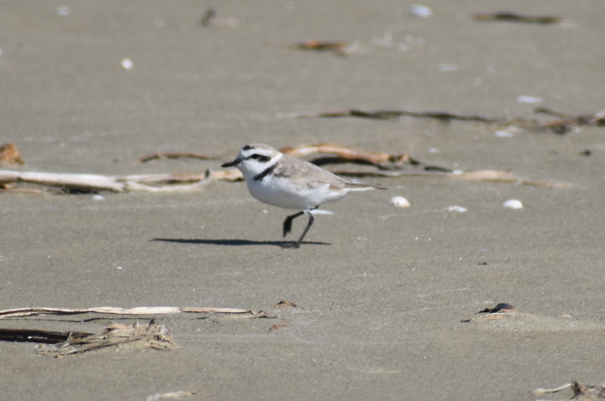 Snowy Plover - Claire H