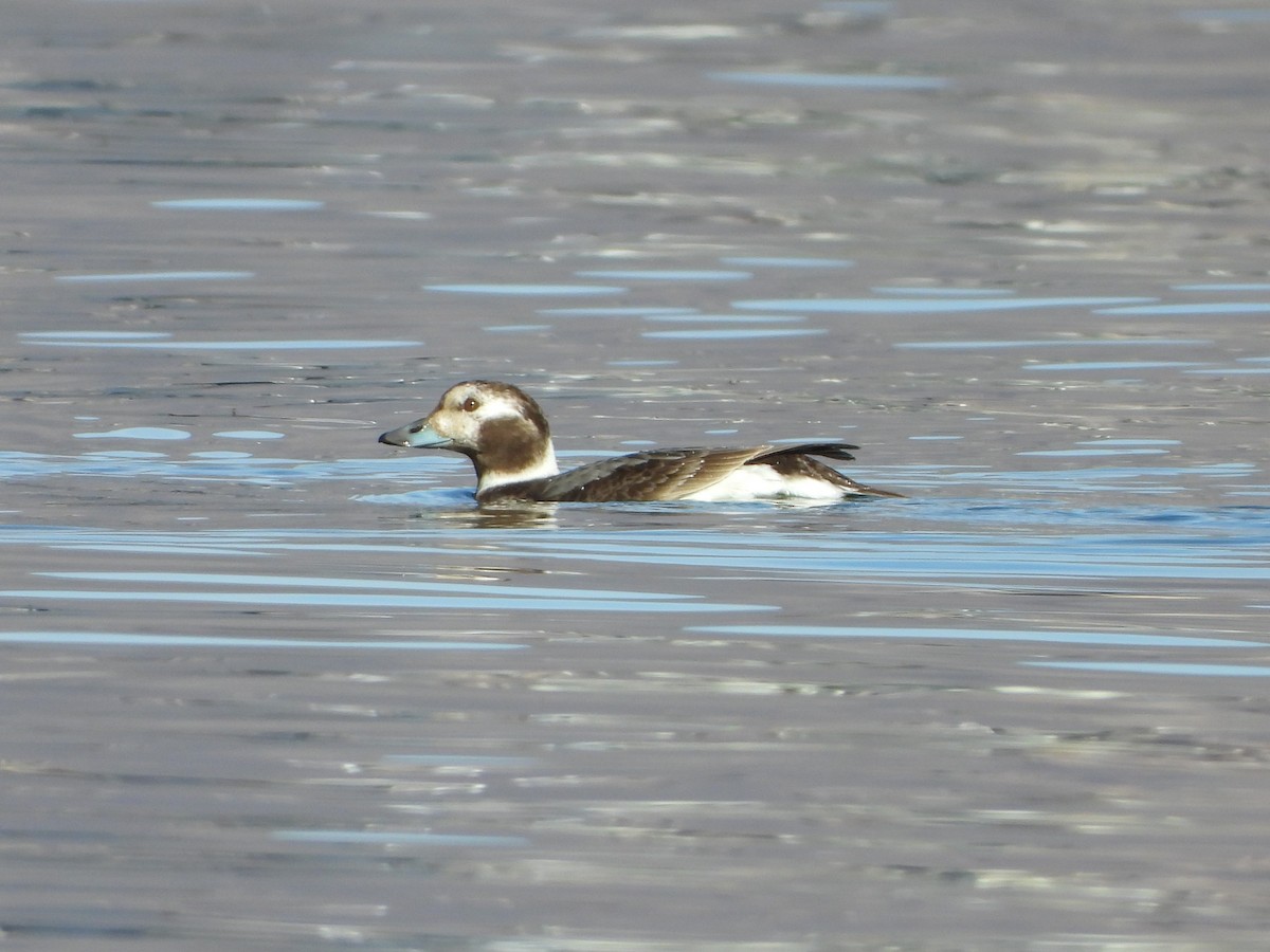 Long-tailed Duck - ML615077522