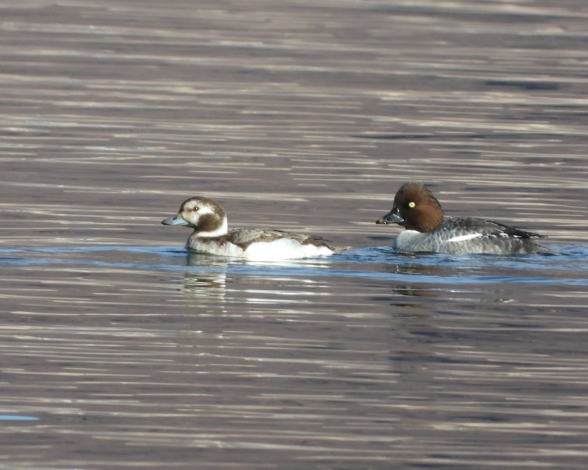 Long-tailed Duck - ML615077524