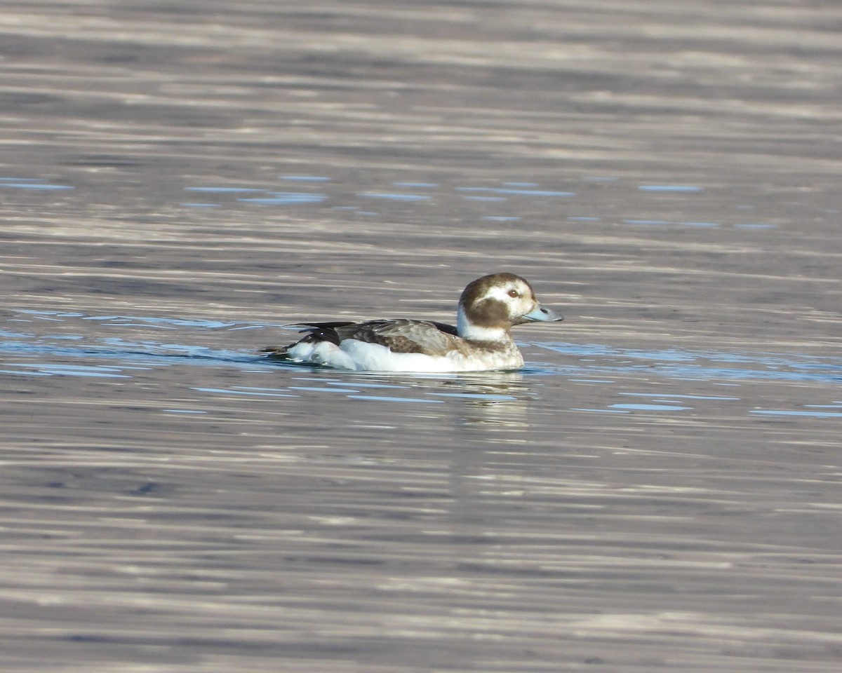 Long-tailed Duck - ML615077525