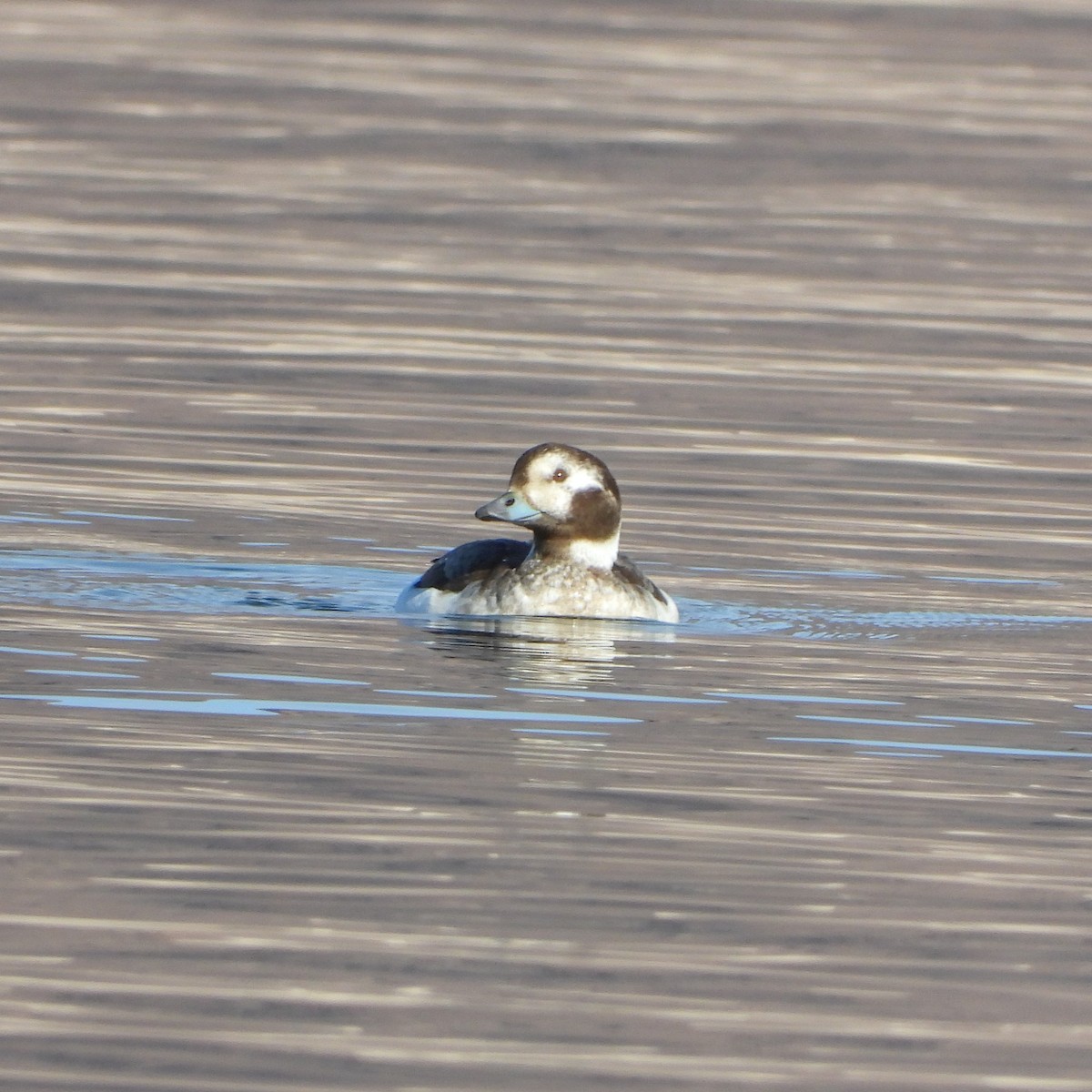 Long-tailed Duck - ML615077526