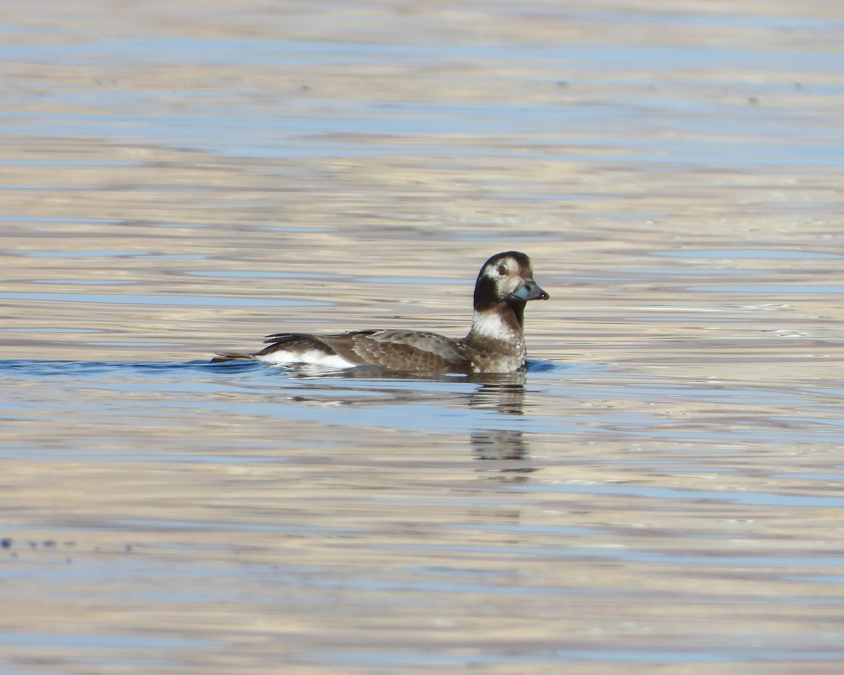 Long-tailed Duck - ML615077527