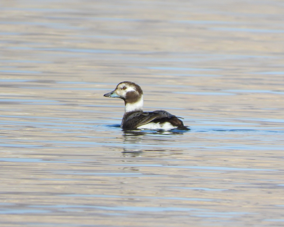 Long-tailed Duck - ML615077528