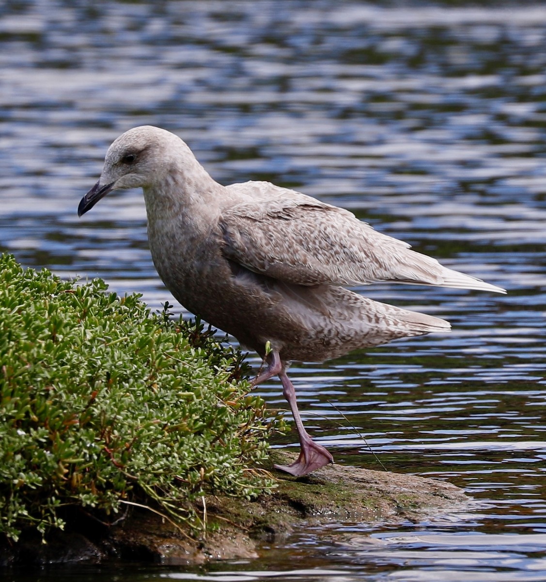 Glaucous x Glaucous-winged Gull (hybrid) - Sherman  Wing