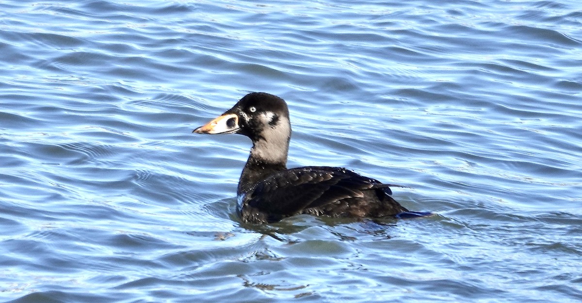 Surf Scoter - Candy Giles