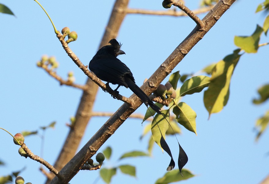 Greater Racket-tailed Drongo - ML615077865