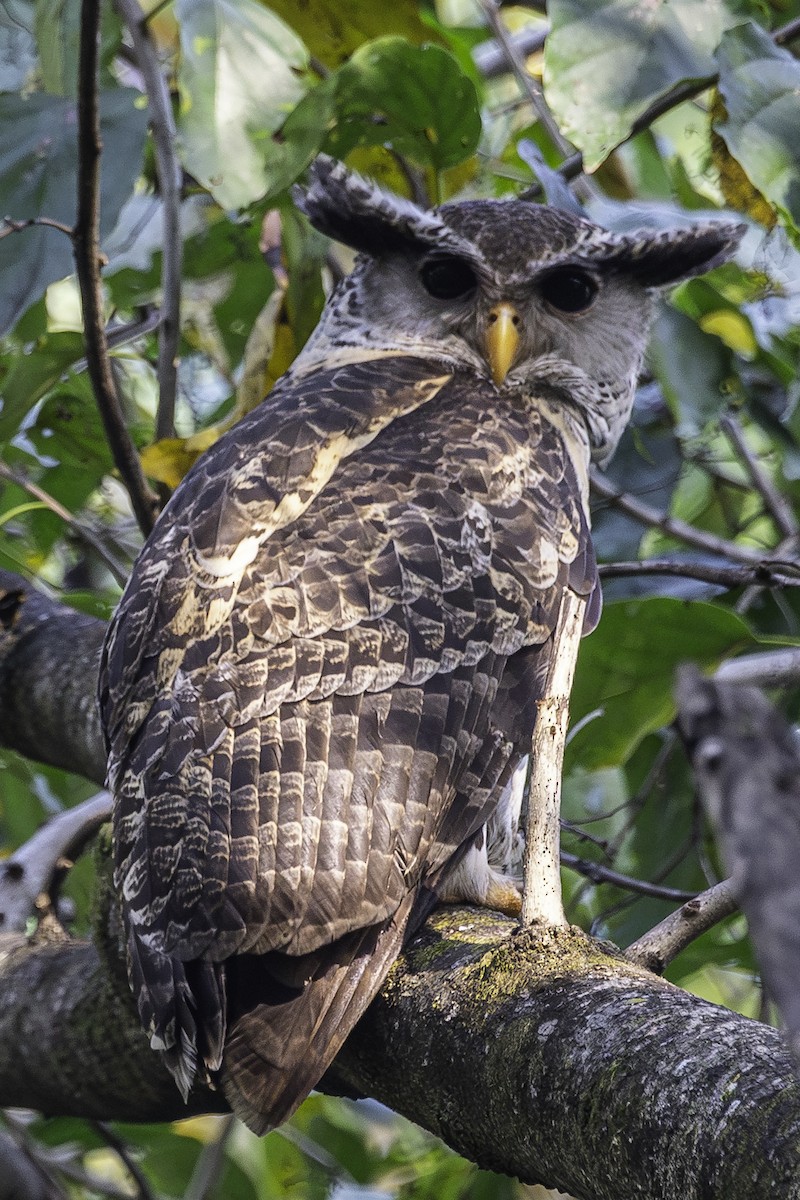 Spot-bellied Eagle-Owl - ML615077918