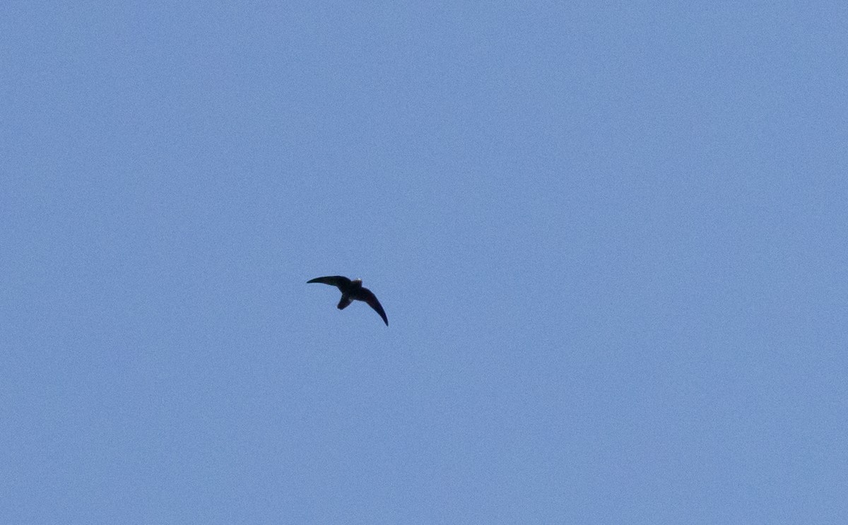 Spot-fronted Swift - ML615077988