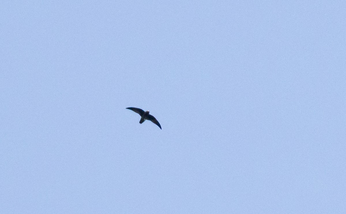 Spot-fronted Swift - ML615077989