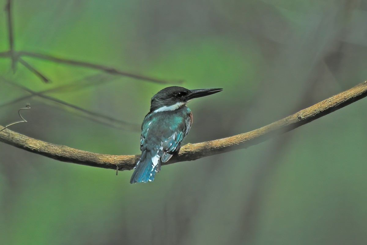 Green Kingfisher - Allen Chartier