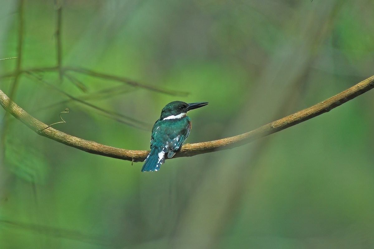 Green Kingfisher - Allen Chartier
