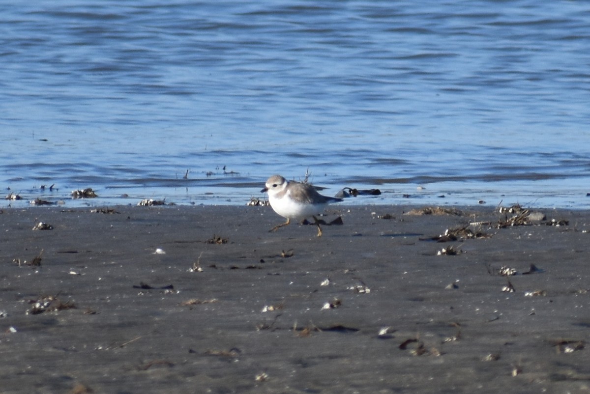 Piping Plover - ML615078120
