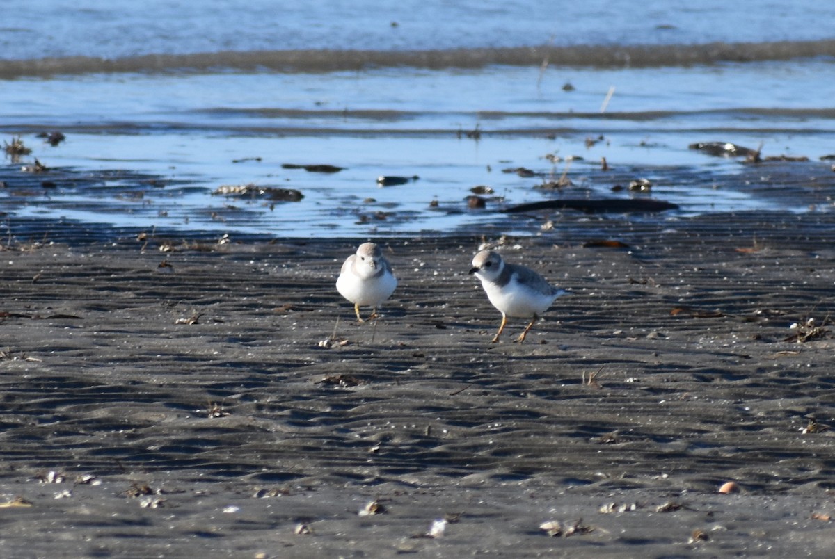 Piping Plover - ML615078121