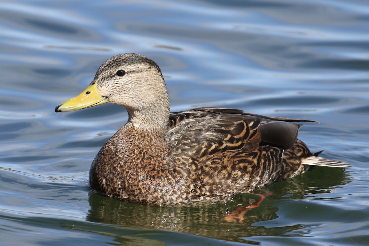 Mexican Duck - ML615078288
