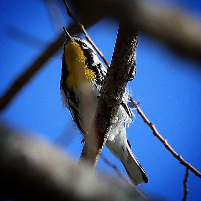 Yellow-throated Warbler - ML615078291