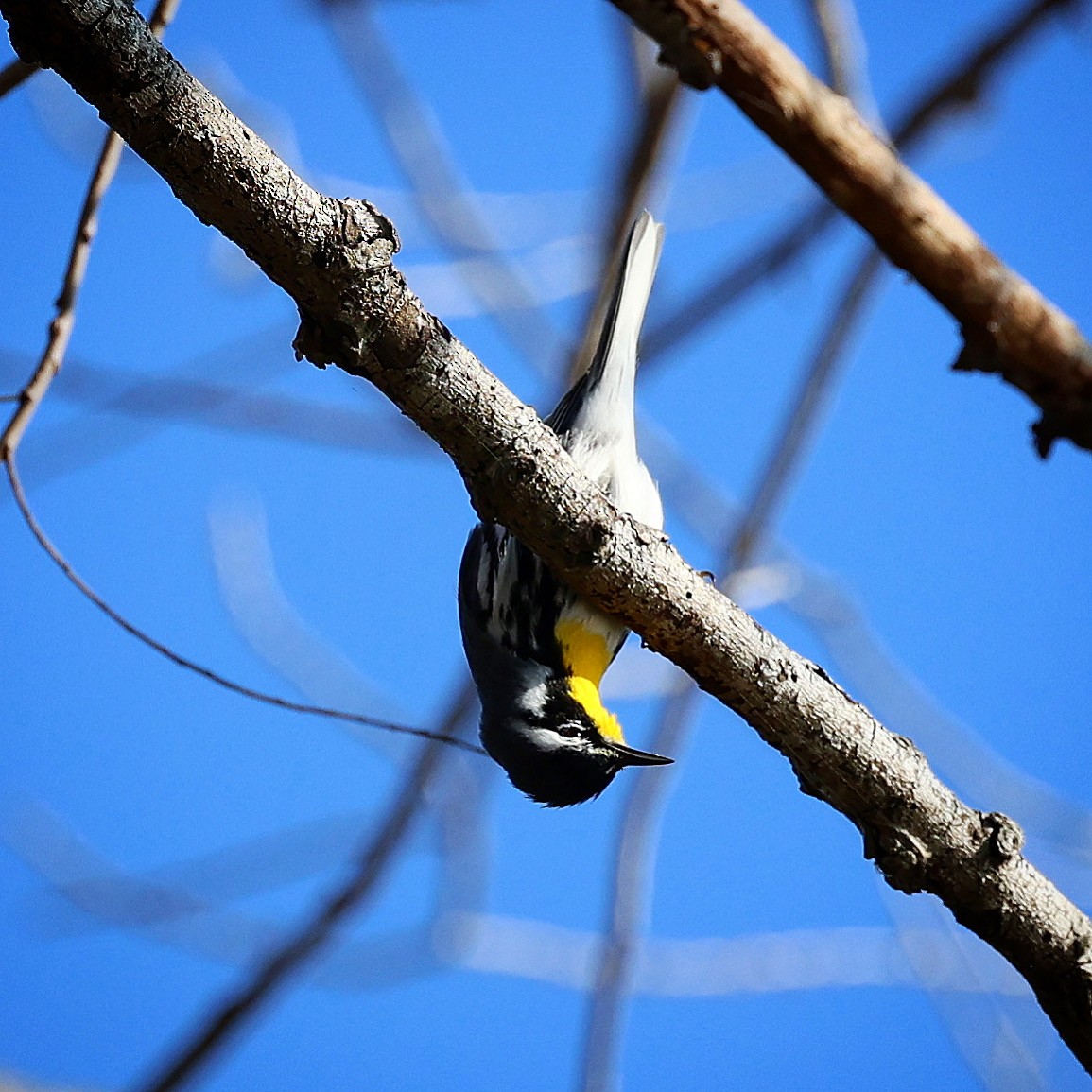 Yellow-throated Warbler - Jeff Kietzmann
