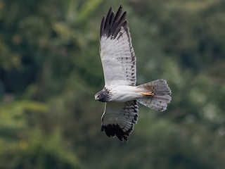  - Reunion Harrier