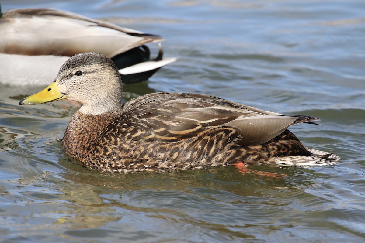 Mexican Duck - ML615078400