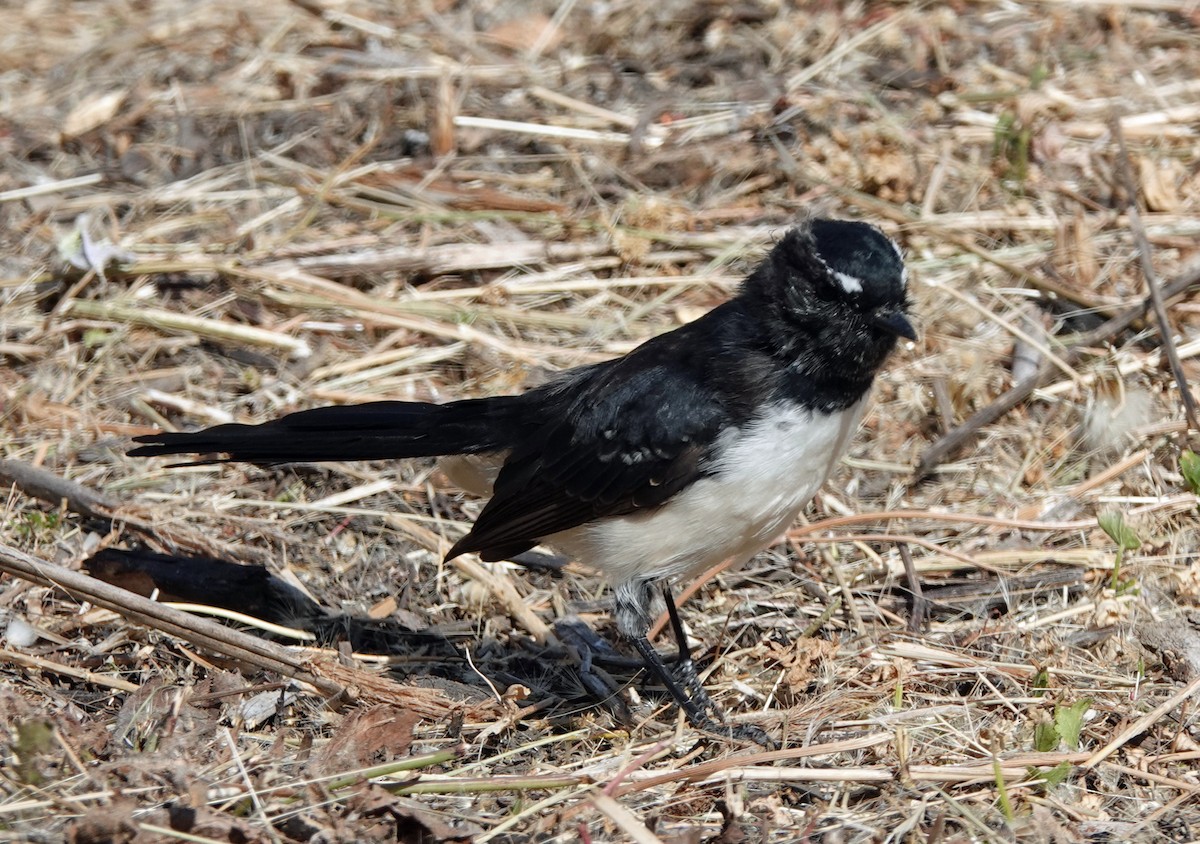 Willie-wagtail - ML615078465
