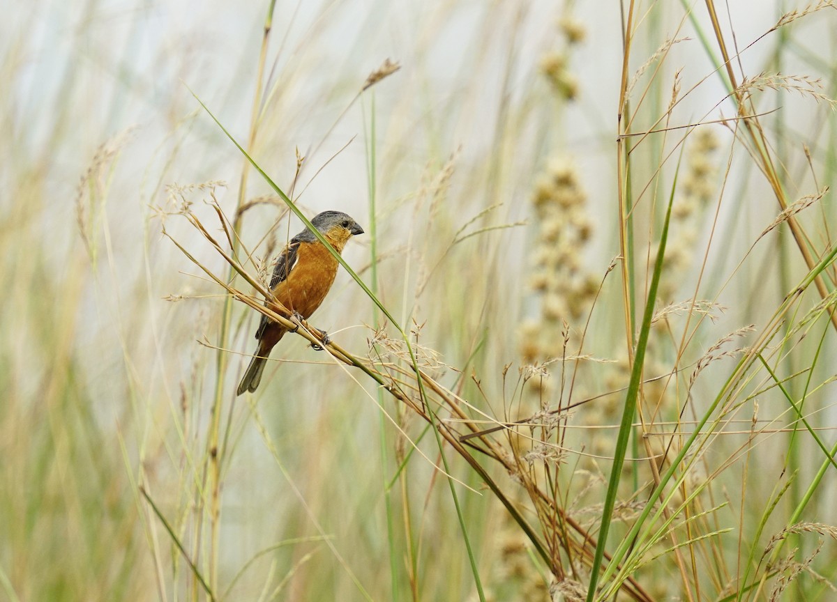 Tawny-bellied Seedeater - Adrian Antunez