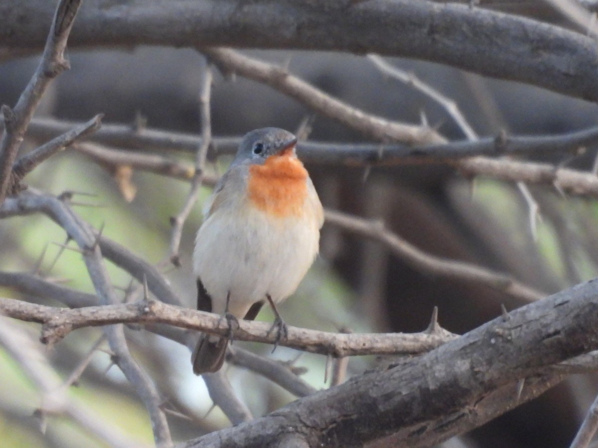 Red-breasted Flycatcher - ML615078621