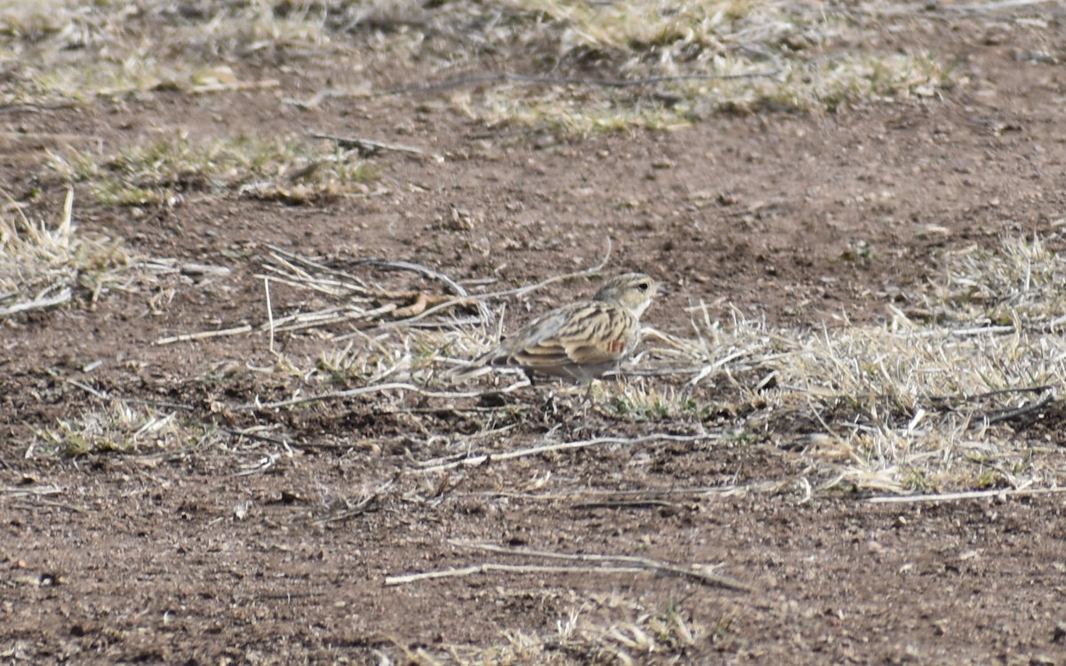 Thick-billed Longspur - ML615078636