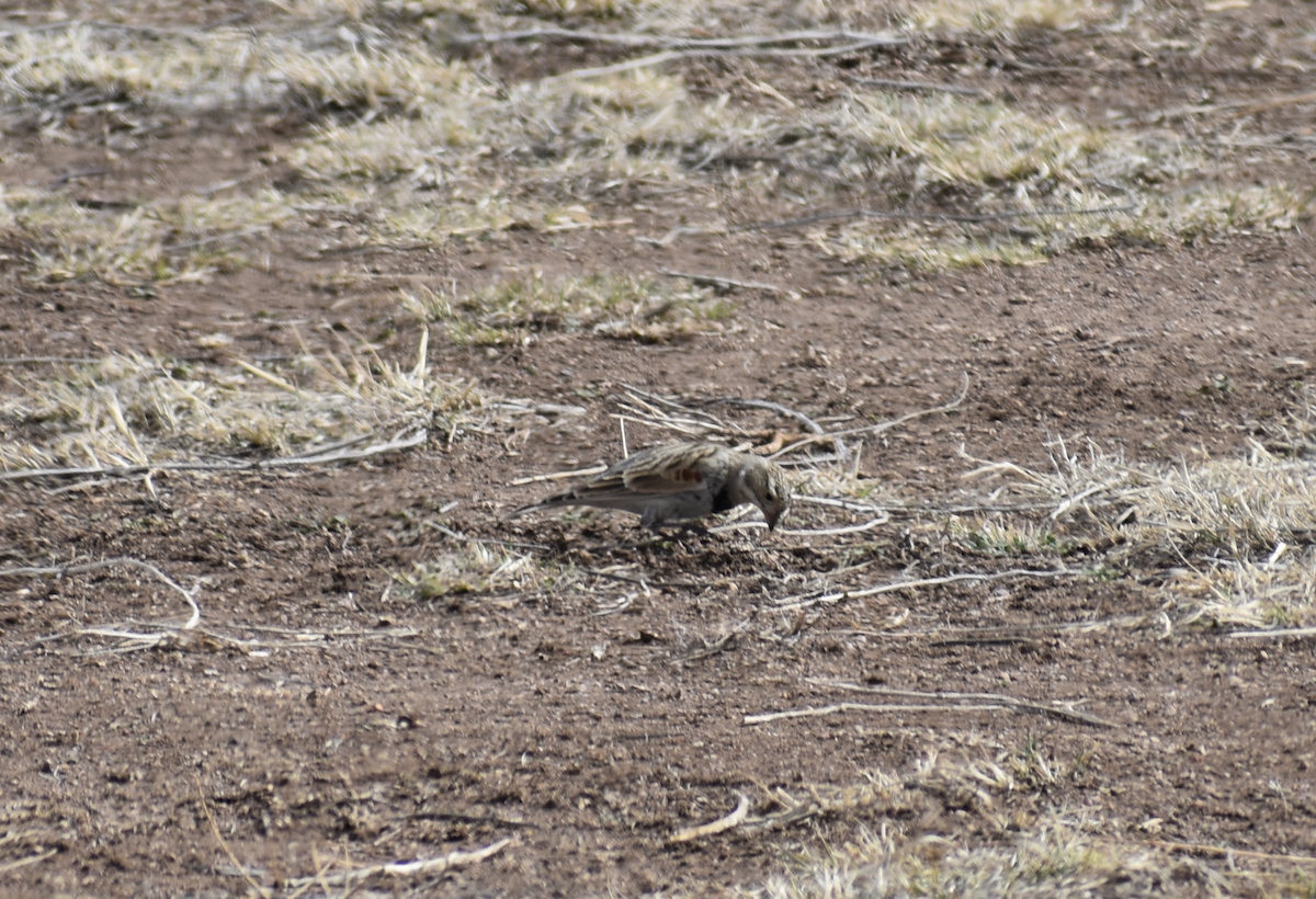 Thick-billed Longspur - ML615078637