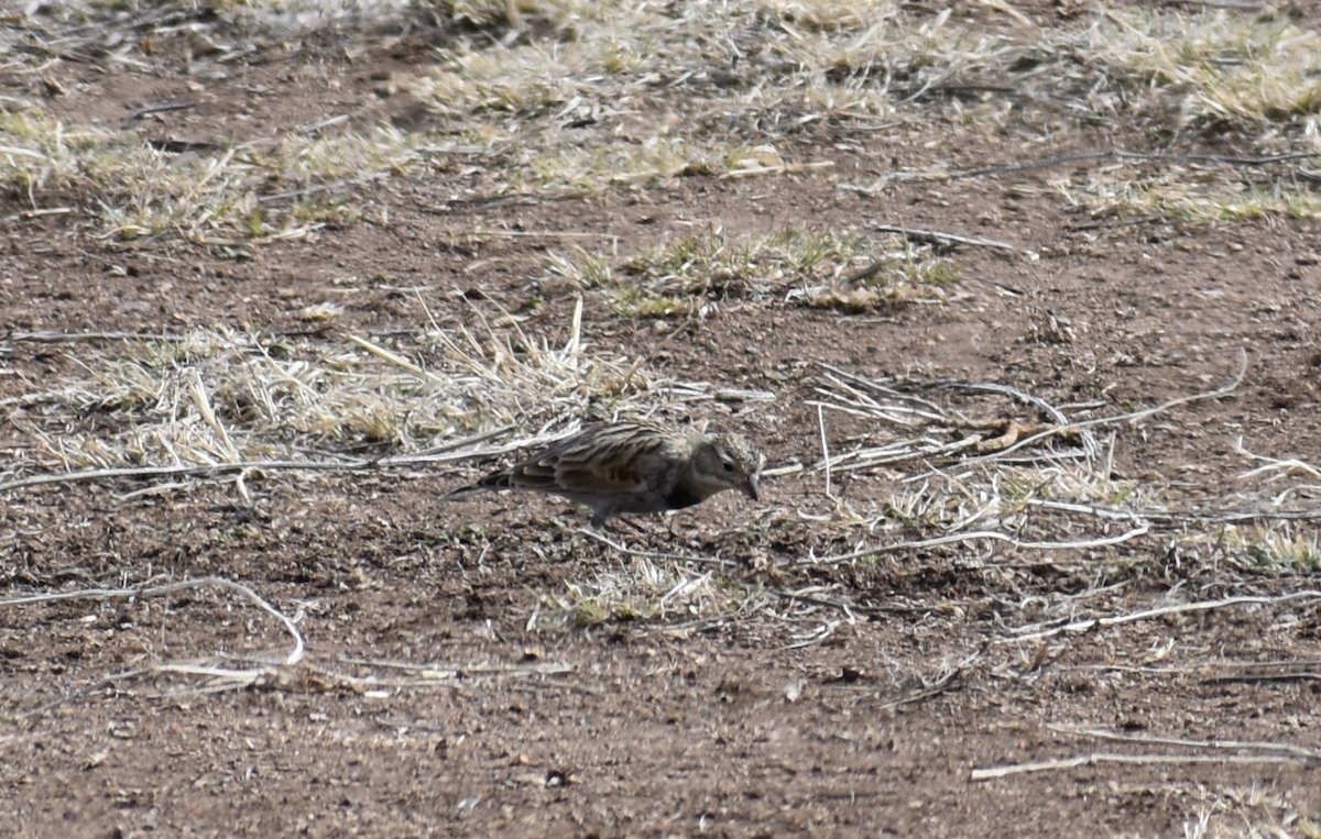 Thick-billed Longspur - ML615078638