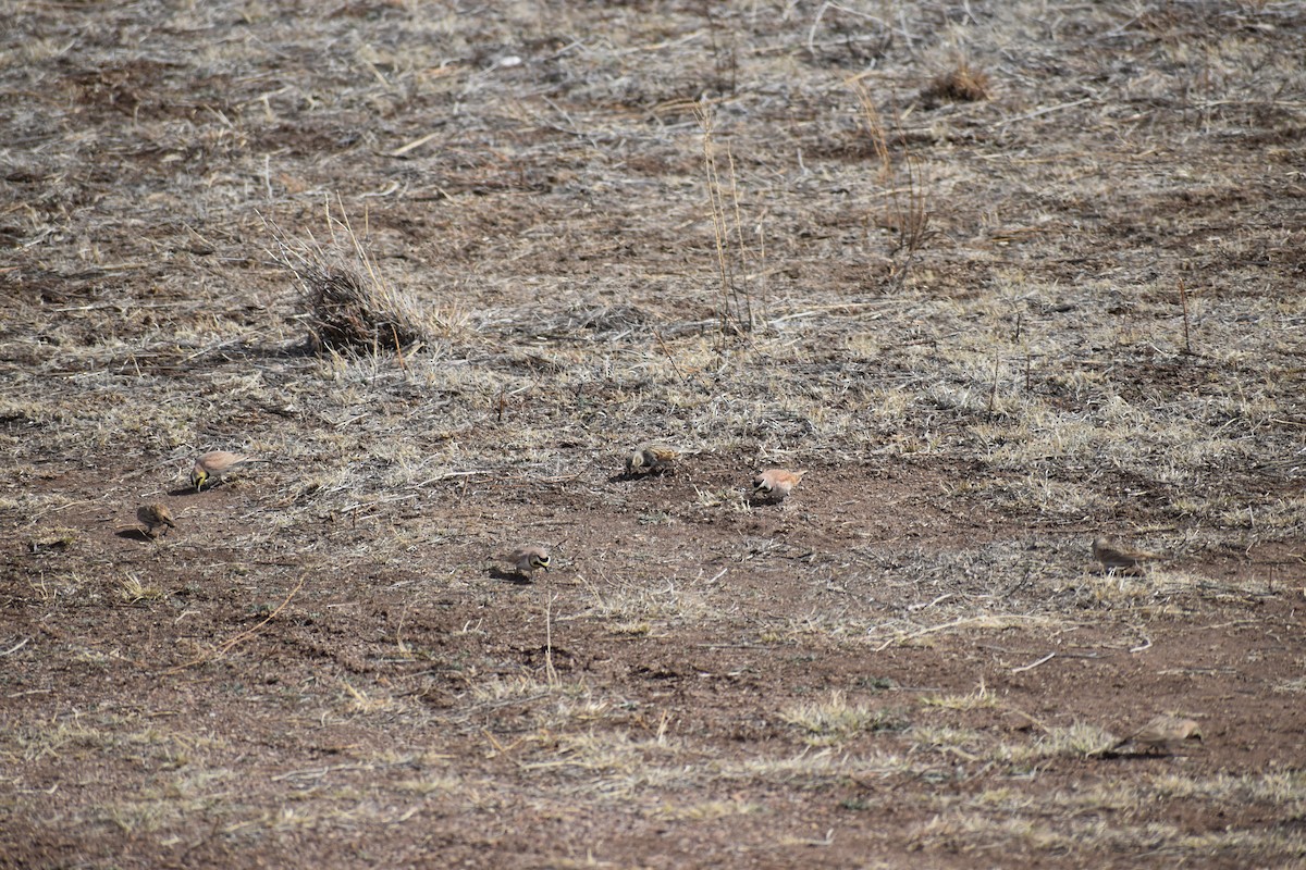 Thick-billed Longspur - ML615078652