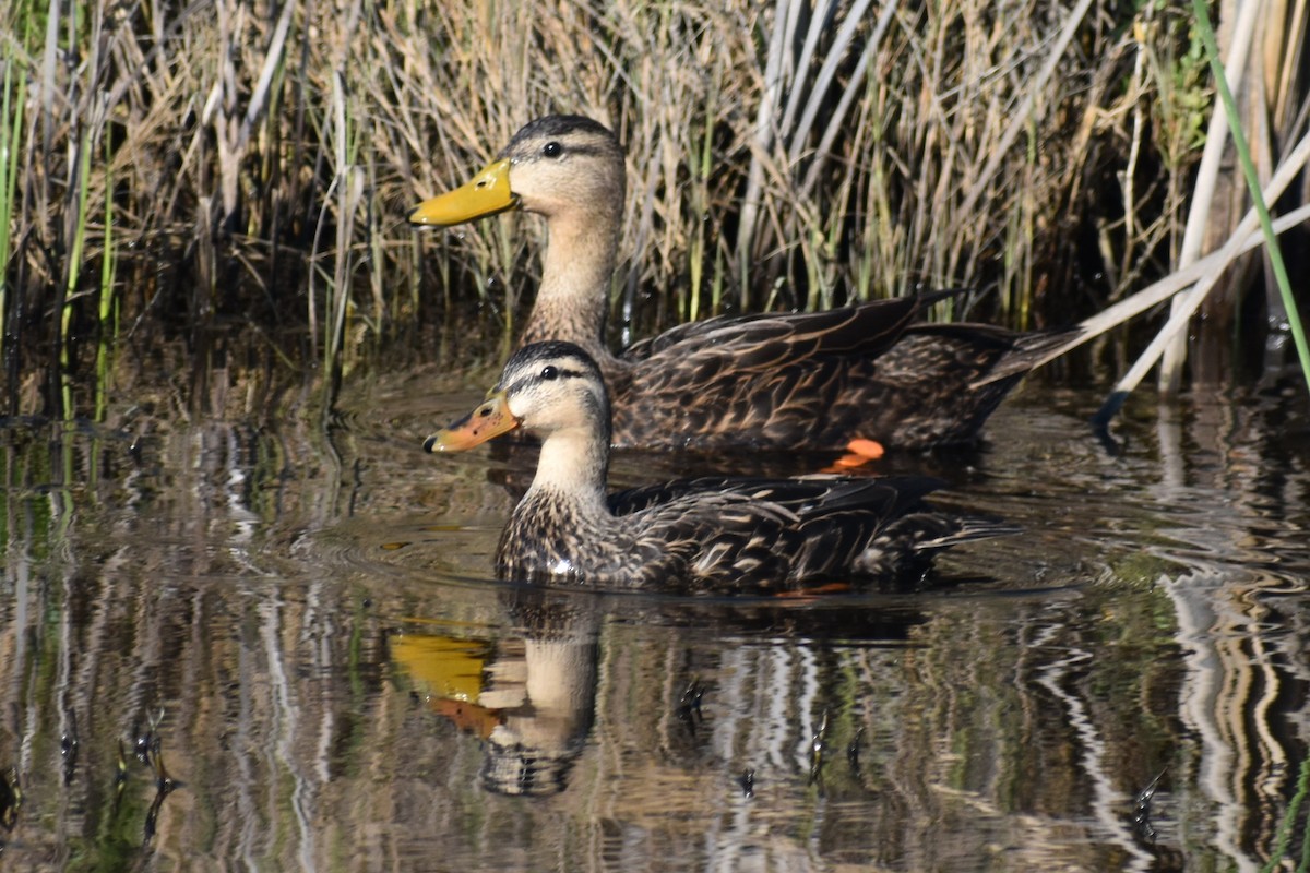 Mottled Duck - Claire H
