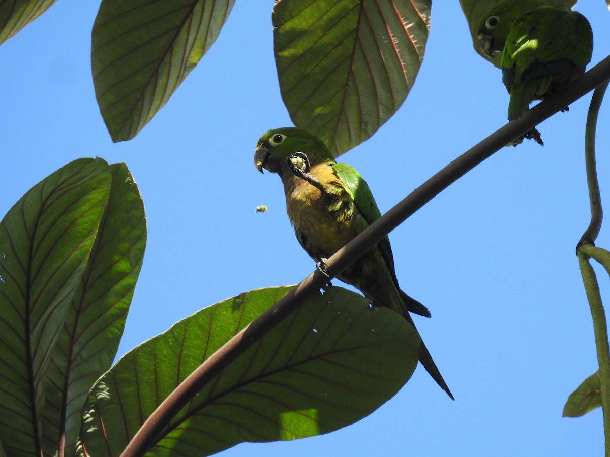 Olive-throated Parakeet (Aztec) - Daniel Horton