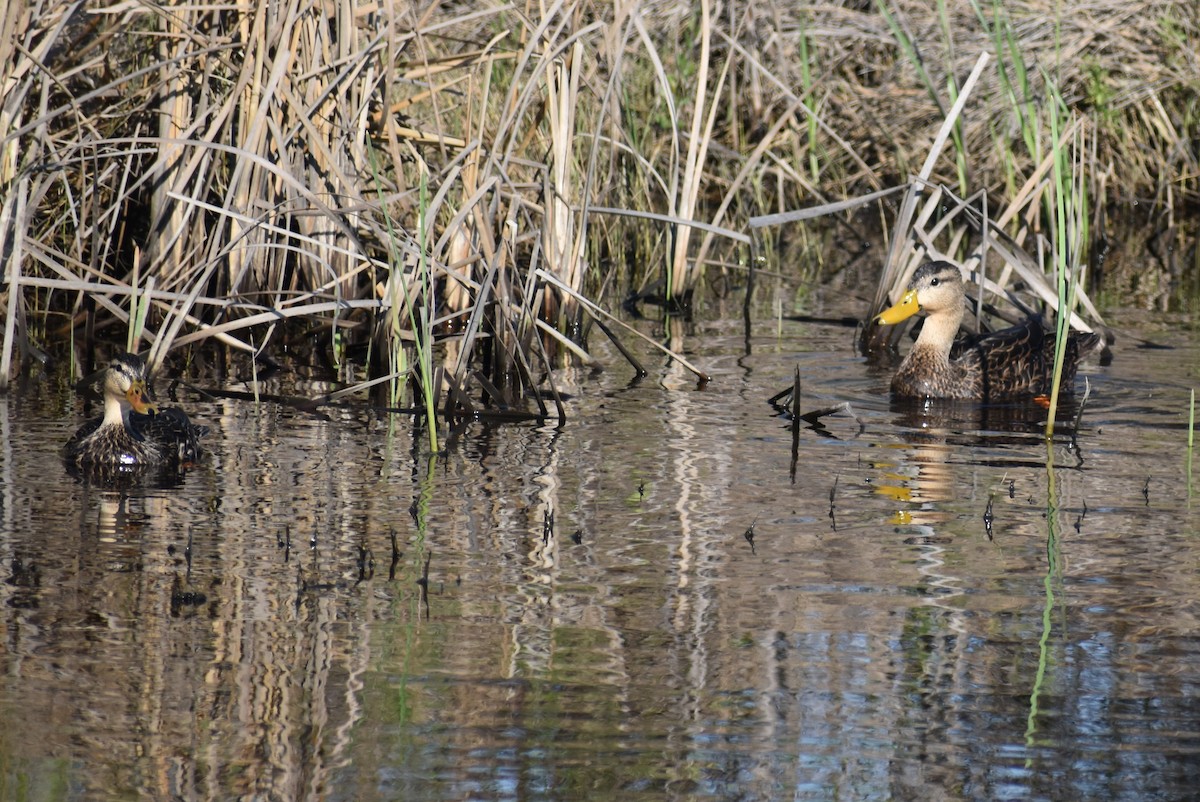 Mottled Duck - Claire H