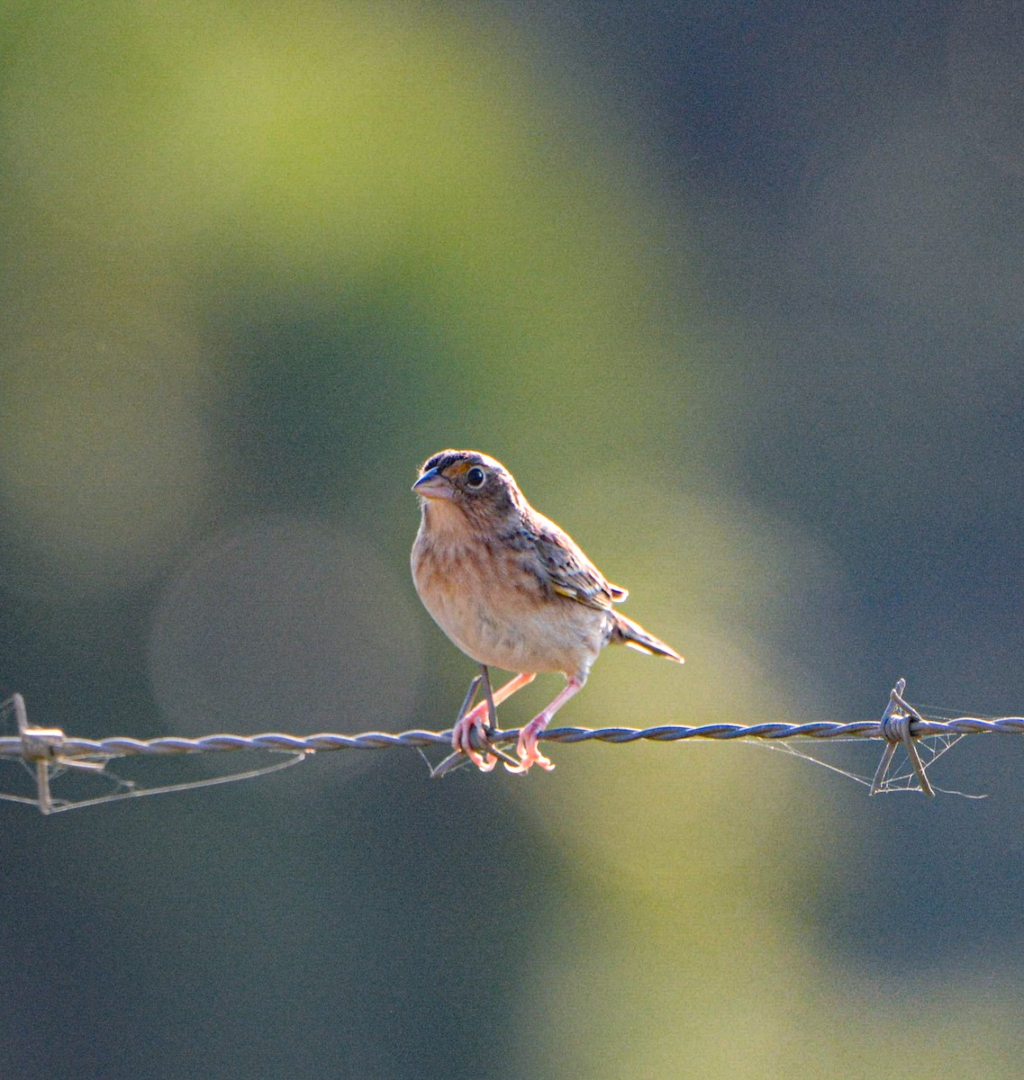 Grasshopper Sparrow - ML615079017