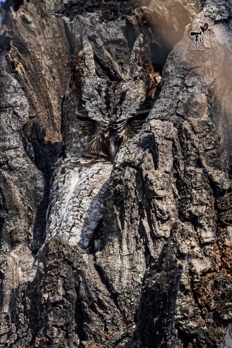 Collared Scops-Owl - Uday Agashe
