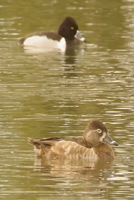 Ring-necked Duck - ML615079257