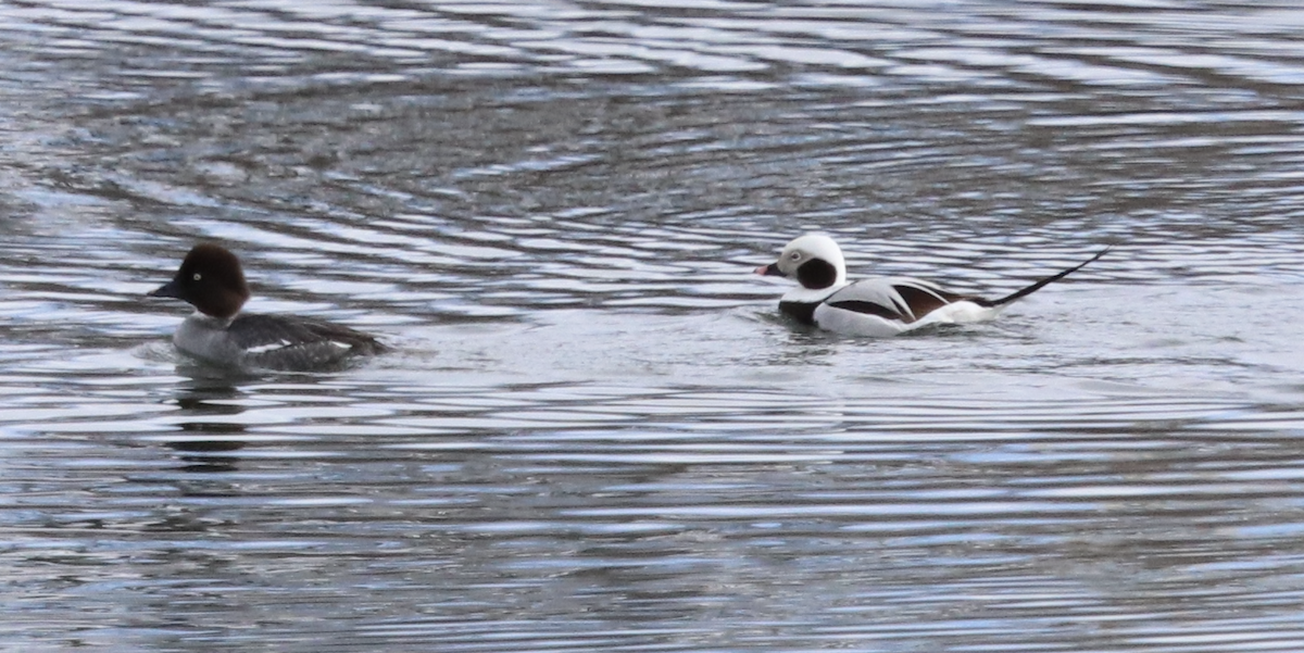 Long-tailed Duck - ML615079273