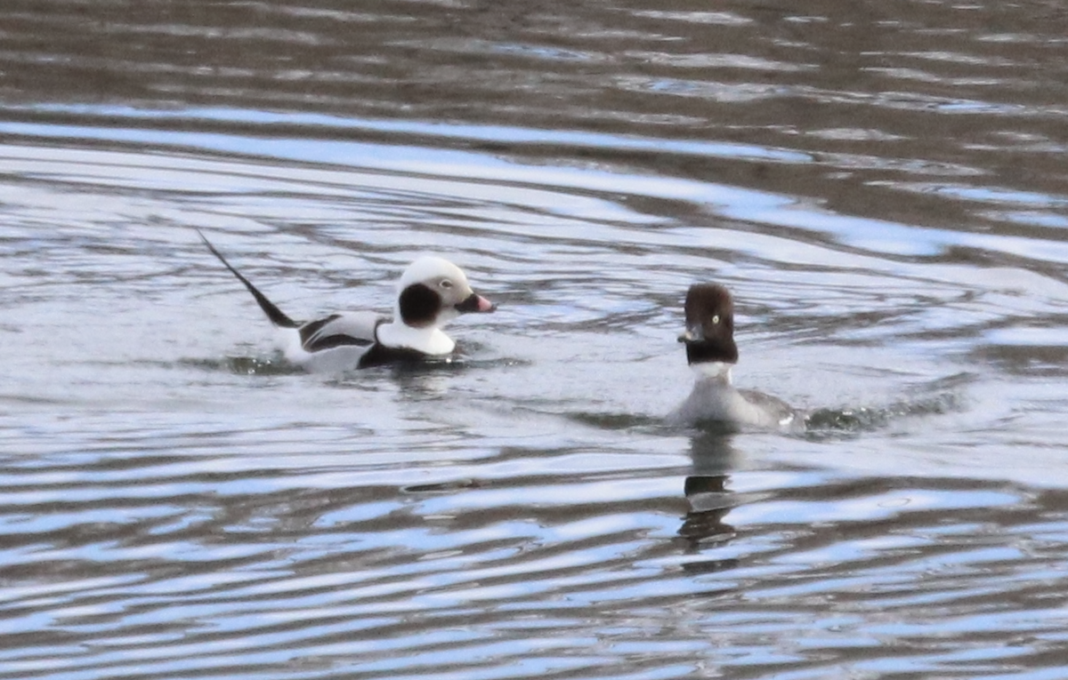 Long-tailed Duck - ML615079280