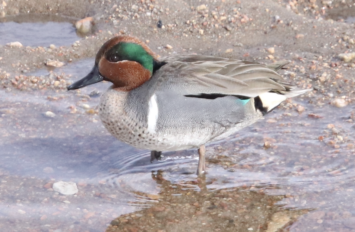 Green-winged Teal - ML615079295