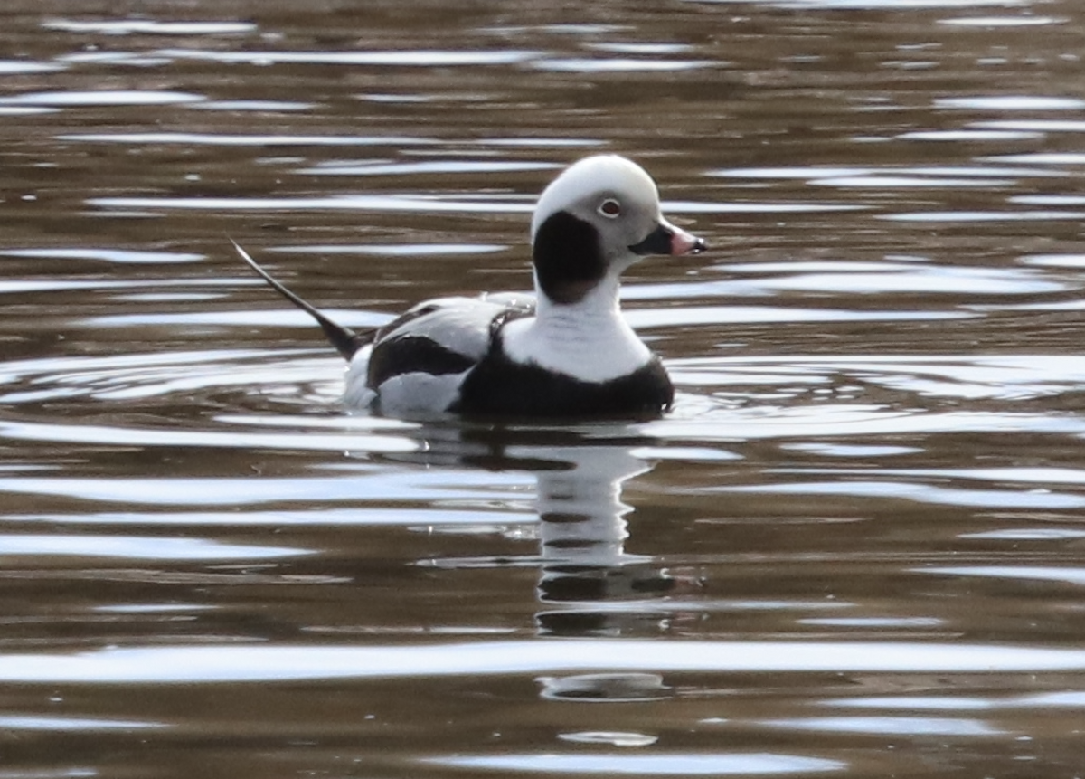 Long-tailed Duck - ML615079306