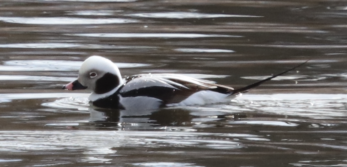 Long-tailed Duck - ML615079311