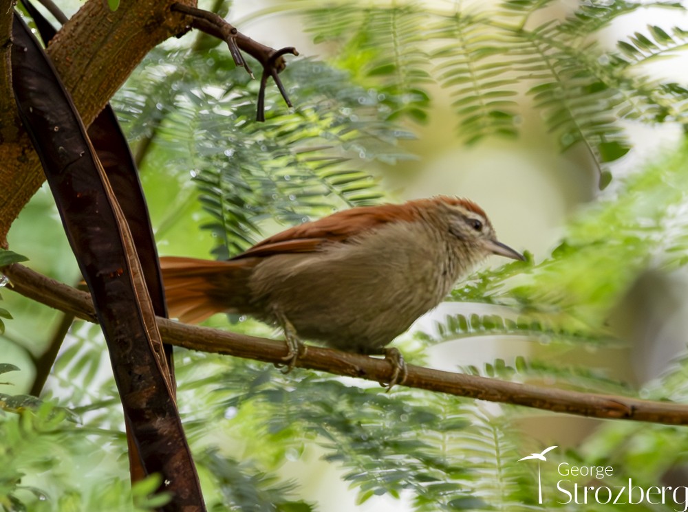 Rusty-backed Spinetail - George Strozberg