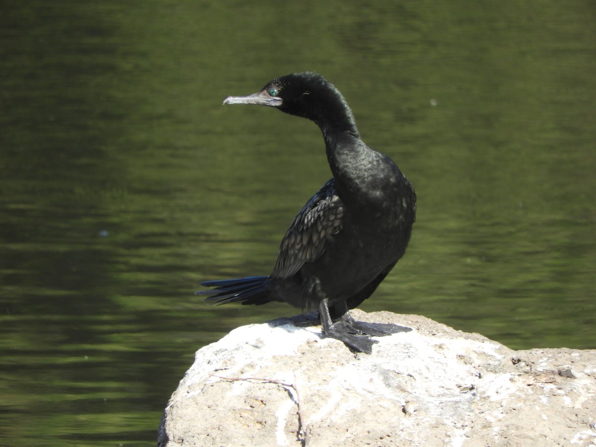Little Black Cormorant - ML615079447